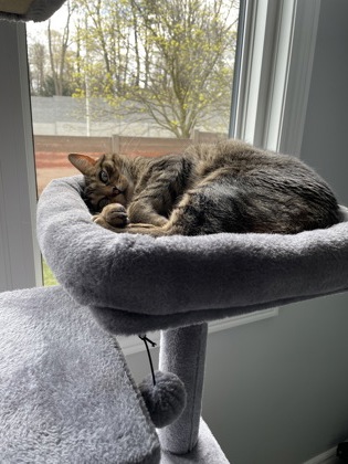 photo of Moss