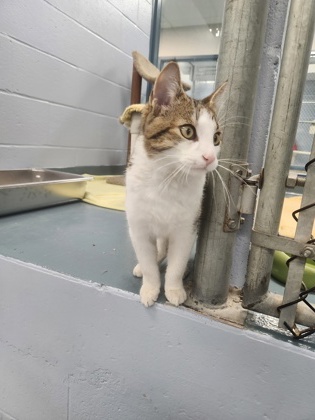 photo of Figaro