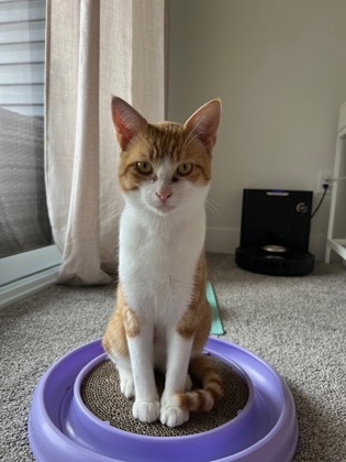 photo of Biscuit