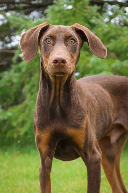 photo of Quiggly
