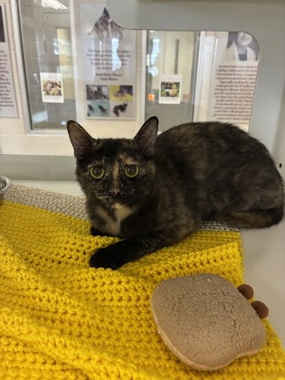 photo of Plum