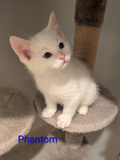 photo of Phantom