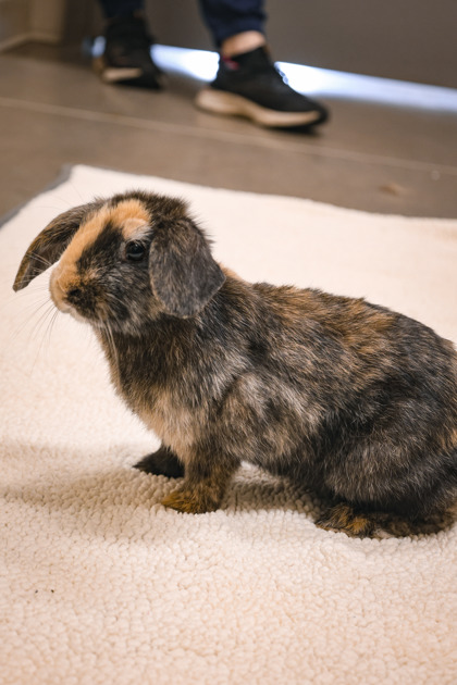 photo of Patchwork Rabbit(bonded w Bashful)