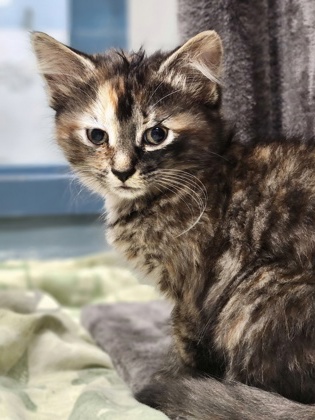 photo of Whisper