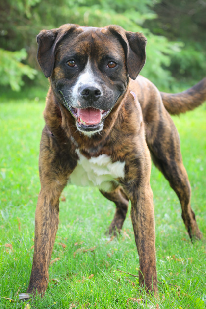 photo of Loki