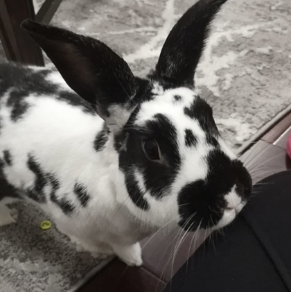 photo of Oreo
