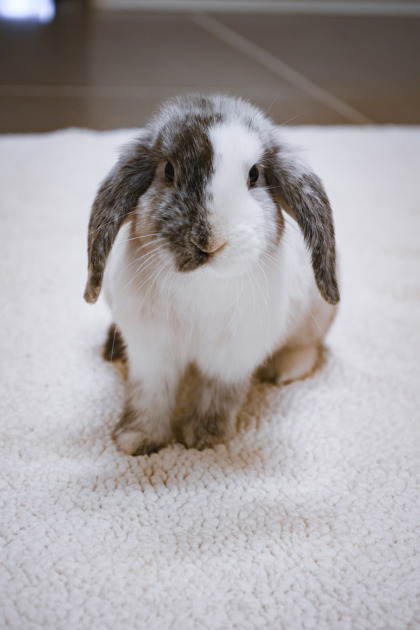 photo of Lilac Bunny