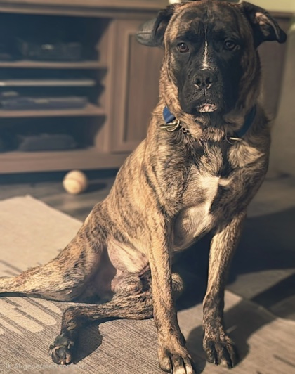 photo of Apollo
