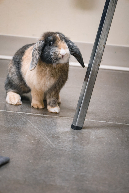 photo of Puddlesea Rabbit