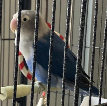 photo of Bonnie (Bonded with Clyde)