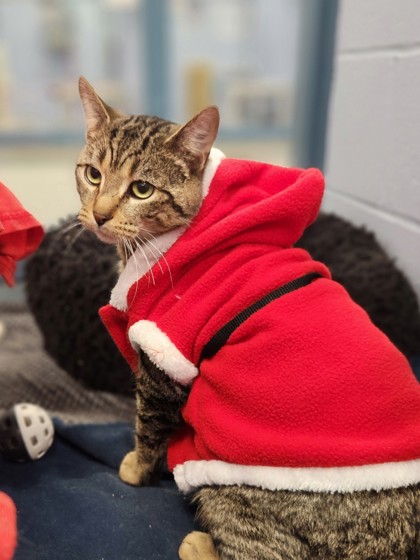 photo of Buddy (the Elf)