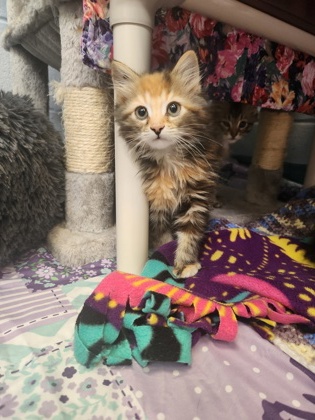 photo of Moana