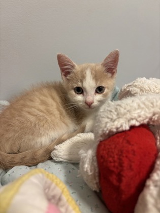 photo of Tofu