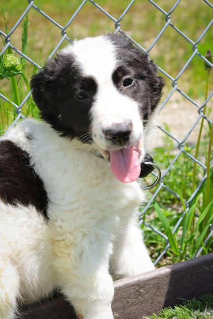 photo of Watson