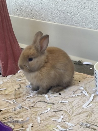 photo of Tumble
