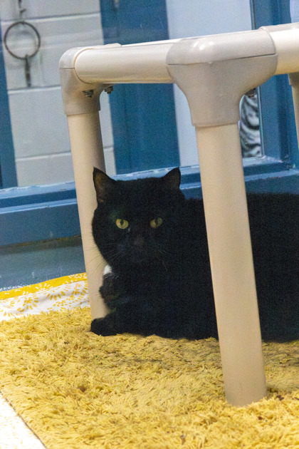 photo of Circe