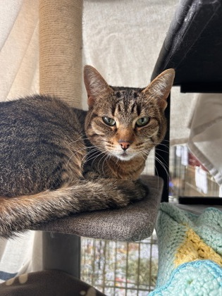 photo of Piper (Bonded with Cruz)