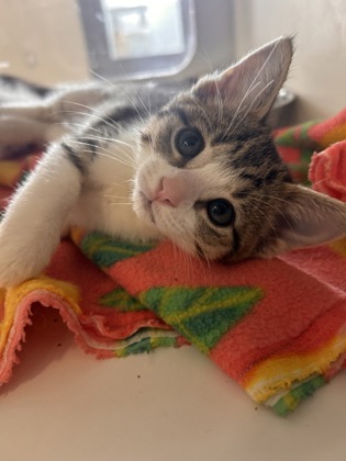 photo of Kiwi