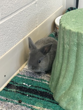 photo of Lint