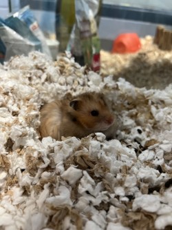 photo of Hamrietta