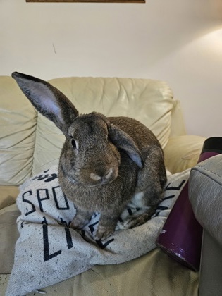 photo of Cinnamon