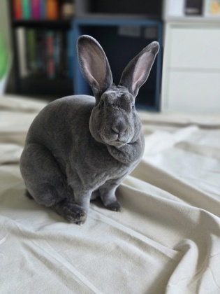 photo of Atlas