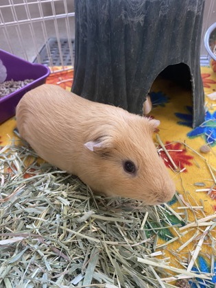 photo of Biscoff (bonded with Marble)