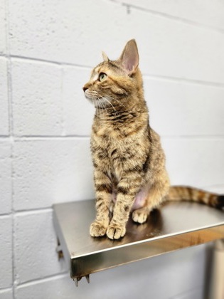 photo of Missy