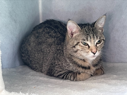 photo of Pepper(Bonded with Shadow)