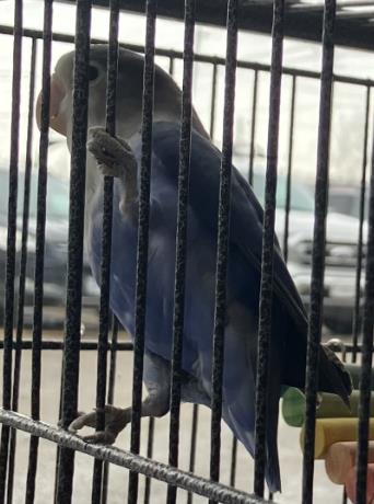 photo of Clyde (Bonded with Bonnie)