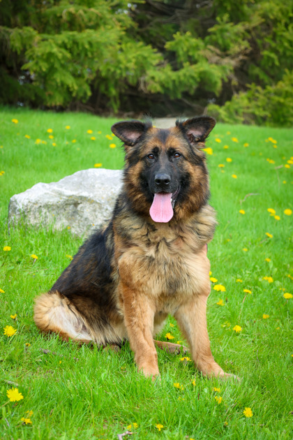 photo of Maple