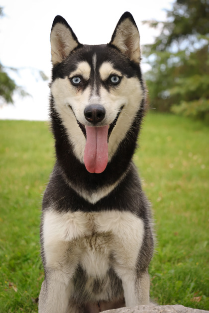 photo of Sugar