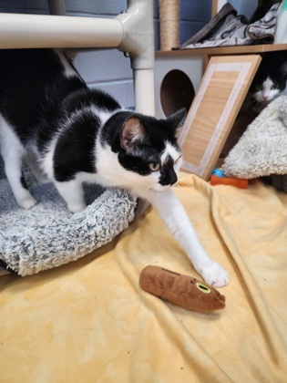 photo of Tia (Bonded with Tamira)