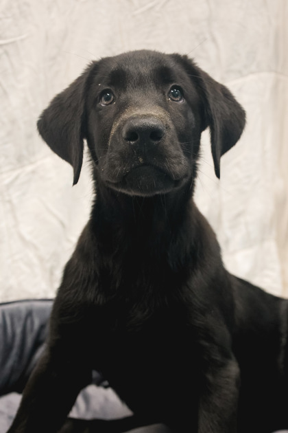 photo of Hoagie