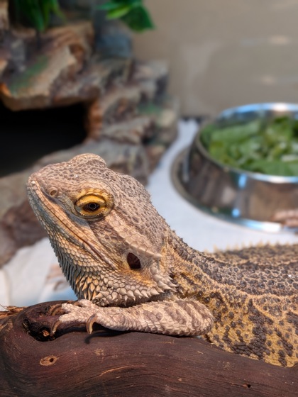 photo of Kuzco
