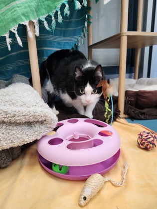 photo of Tamira (Bonded to Tia)