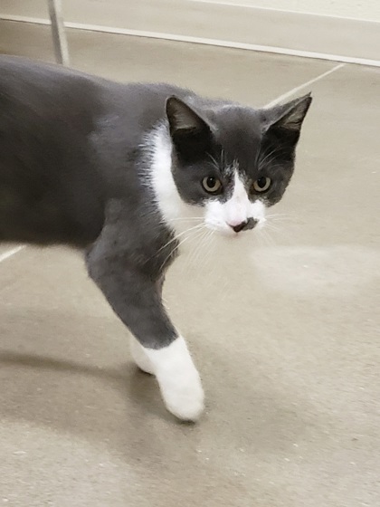 photo of Shadow