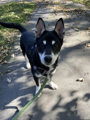 photo of Atlas