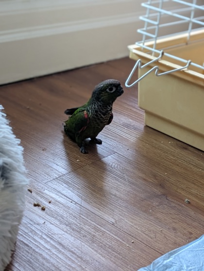 photo of Kiwi
