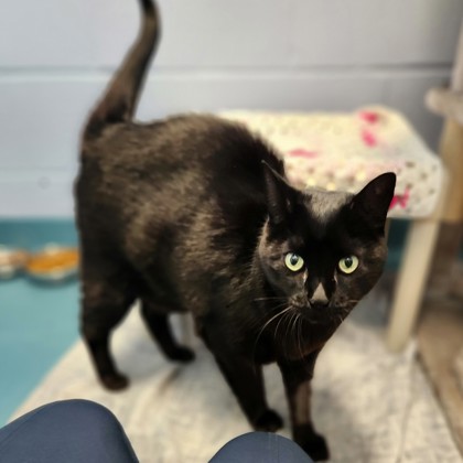 photo of Mystic