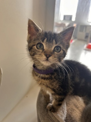 photo of Yzma