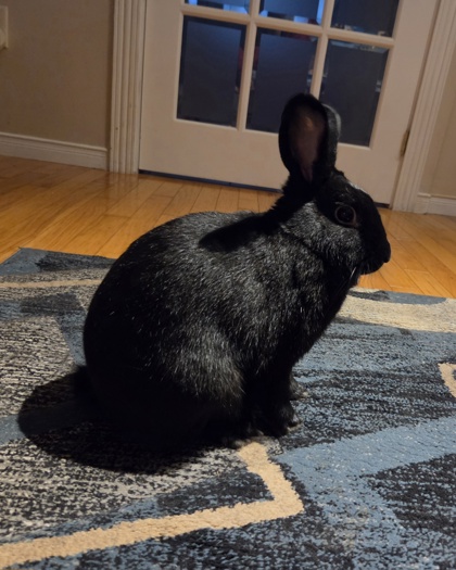 photo of Pepper