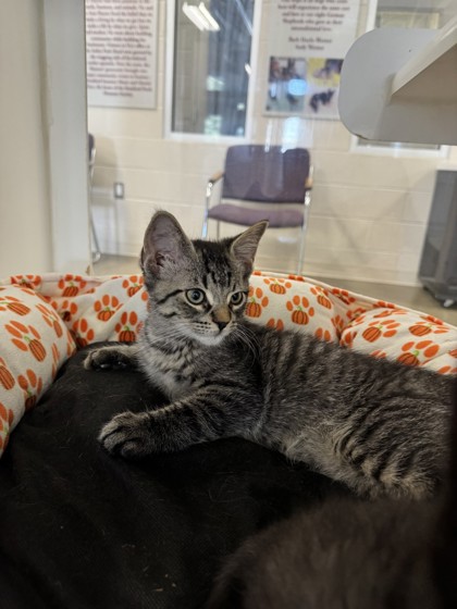 photo of Lemon