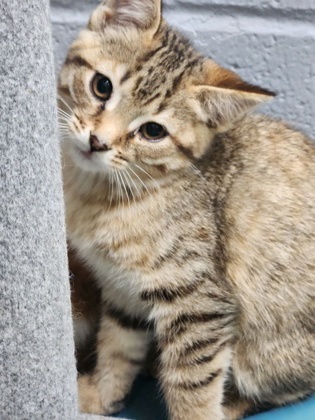 photo of Moonmoth