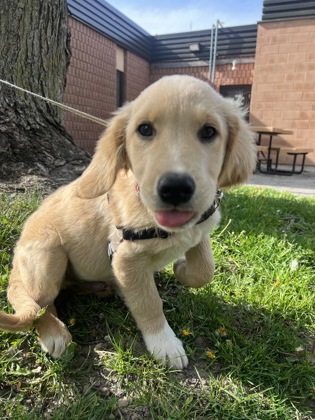 photo of Henry
