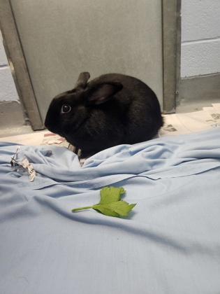 photo of Pepper
