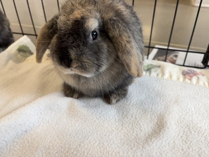 photo of Thistlepop Bunny