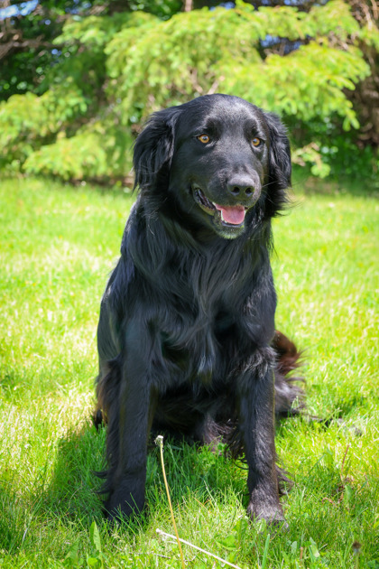 photo of Comet