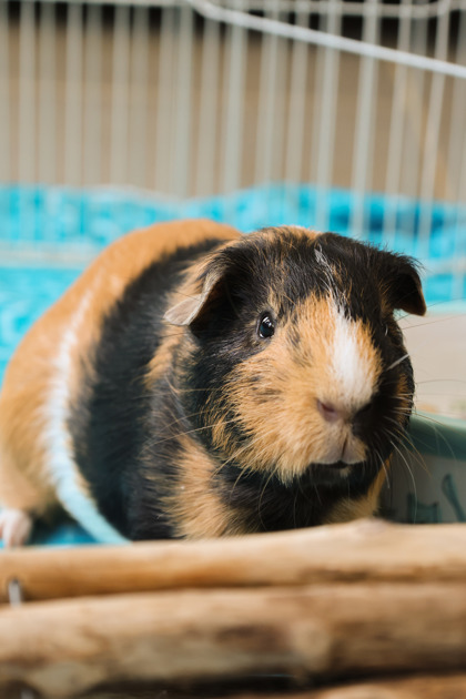 photo of Marble (bonded with Biscoff)