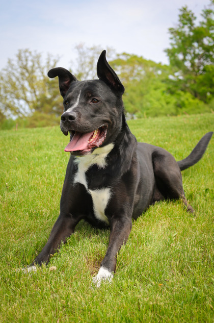 photo of Onyx